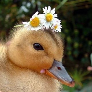 Scrubber Duckys discount code